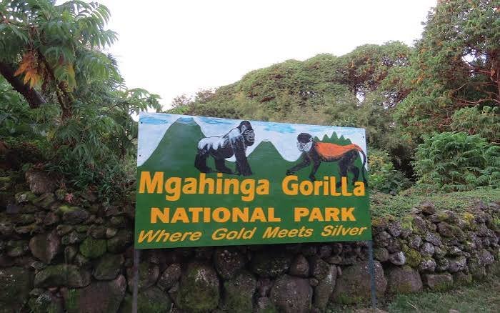 Mgahinga Gorilla National Park, Uganda